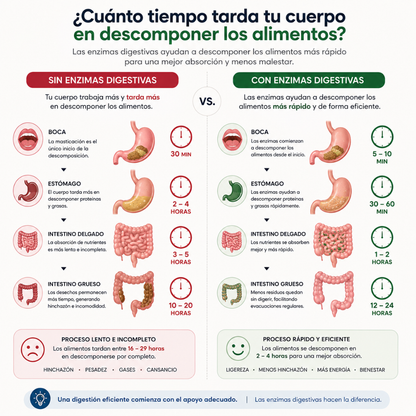 ENZIMAS DIGESTIVAS – Apoyo digestivo para menos pesadez, mejor evacuación y abdomen más ligero