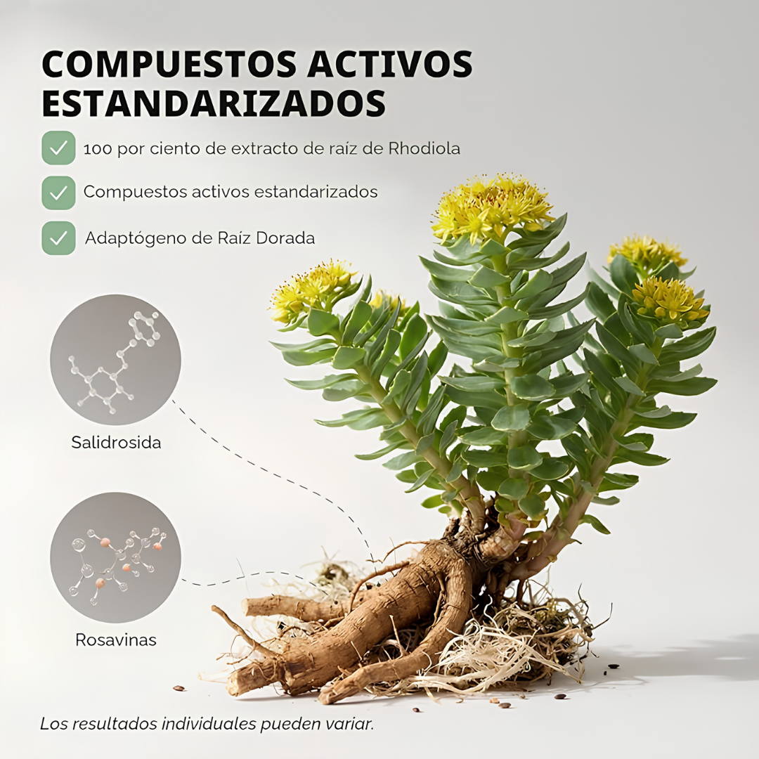 FLORAVIVA RHODIOLA ROSEA – Energía mental, resistencia al estrés y enfoque para rendir mejor cada día