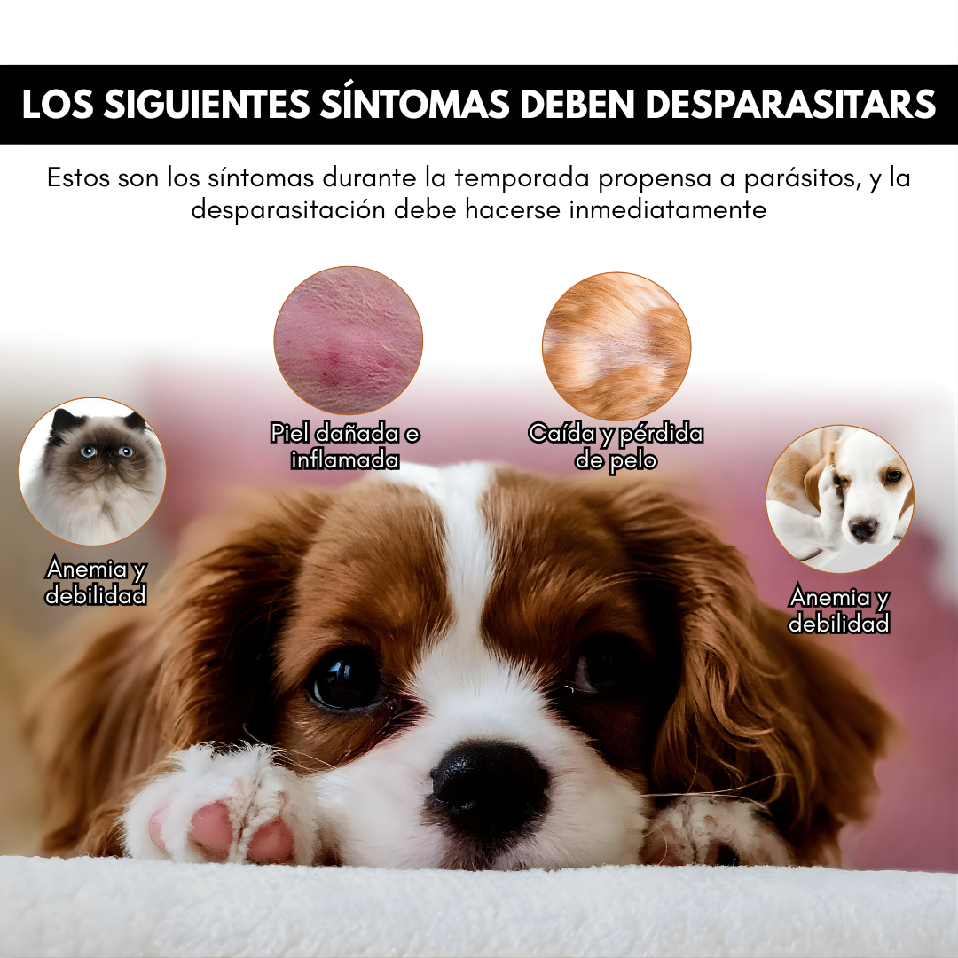PIPETA DE GATOS – Protección efectiva, cuidado completo y bienestar para tu mascota