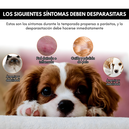 PIPETA DE GATOS – Protección efectiva, cuidado completo y bienestar para tu mascota